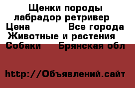 Щенки породы лабрадор ретривер › Цена ­ 8 000 - Все города Животные и растения » Собаки   . Брянская обл.